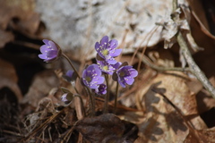 Hepatica