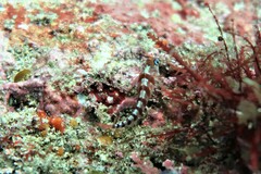 Notoclinops segmentatus