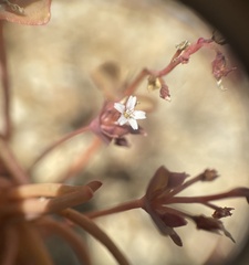 Claytonia parviflora viridis