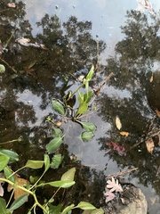 Ludwigia peploides glabrescens