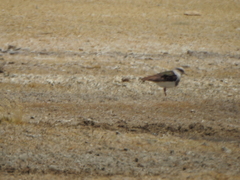 Vanellus resplendens