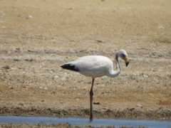 Phoenicoparrus jamesi