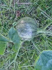 Cucurbita argyrosperma