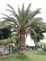 Phoenix canariensis