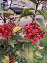 Ixora