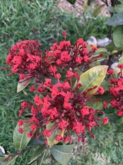 Ixora