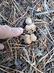 Geastrum hieronymi