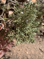 Juniperus osteosperma