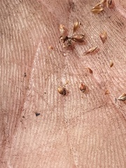 Rhynchospora plumosa