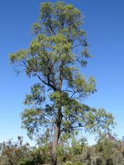 Cadellia pentastylis