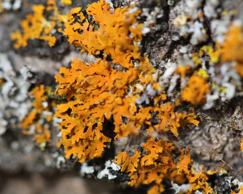iNaturalist observation photo of Bare-bottomed Sunburst Lichen