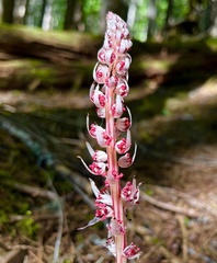 Allotropa virgata