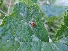 Epilachna tredecimnotata