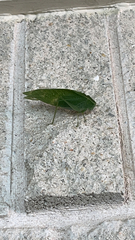 Microcentrum rhombifolium