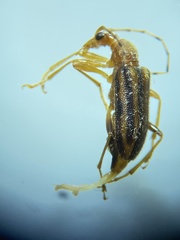 Metacmaeops vittata