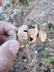 Geastrum hieronymi
