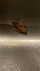 Anticarsia gemmatalis