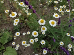 Matricaria chamomilla