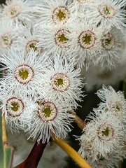 Eucalyptus sieberi