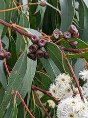 Eucalyptus sieberi