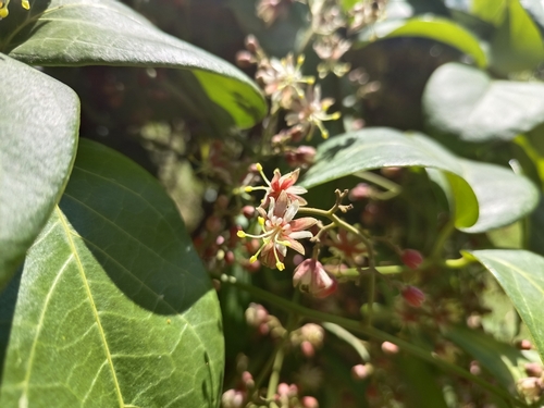 Illigera rhodantha observed 2022-10-19