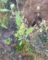 Euphorbia nutans