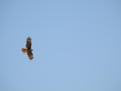 Daptrius megalopterus