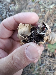 Geastrum hieronymi