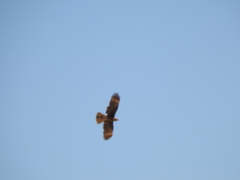 Daptrius megalopterus