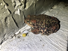 Anaxyrus boreas boreas