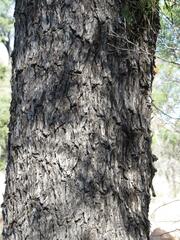 Cadellia pentastylis