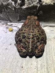 Anaxyrus boreas boreas
