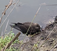 Stercorarius parasiticus