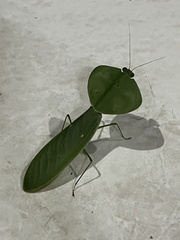 Choeradodis rhombicollis