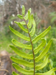 Pteridaceae
