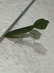 Choeradodis rhombicollis