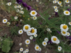 Matricaria chamomilla