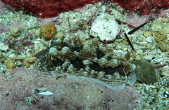 Dendrodoris krusensternii