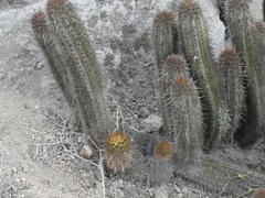 Haageocereus acranthus