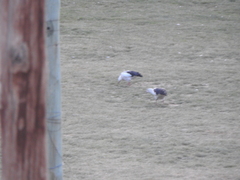 Oressochen melanopterus