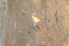 Mycteroplus puniceago