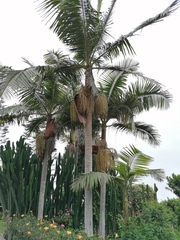 Archontophoenix cunninghamiana