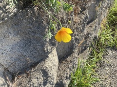 Eschscholzia californica