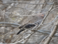 Metriopelia melanoptera