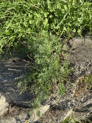 Eschscholzia californica