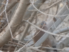 Metriopelia melanoptera