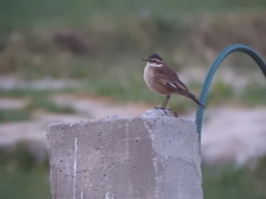 Cinclodes albiventris