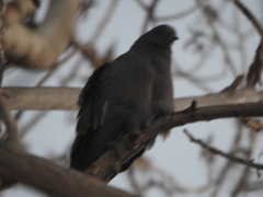 Patagioenas maculosa