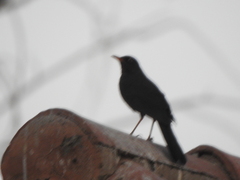 Turdus chiguanco