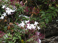 Jasminum polyanthum